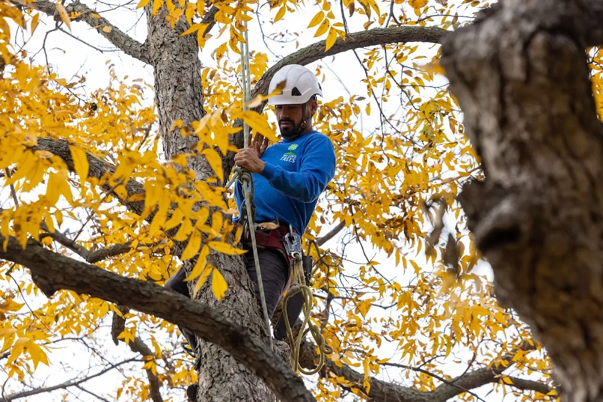 Skilled Storm Damage Cleanup crew working in Mccloud